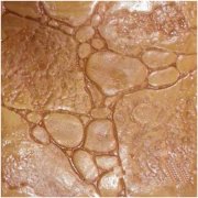 095壓花地坪樣品